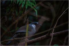 Pterorhinus chinensis