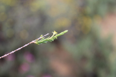 Struthiola eckloniana