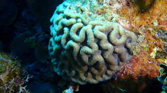 Mycetophyllia