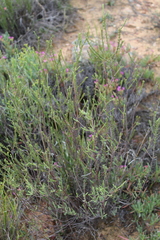 Struthiola eckloniana