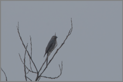 Dicrurus leucophaeus