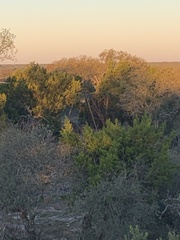 Odocoileus virginianus