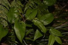 Tripladenia cunninghamii