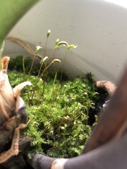 Brachytheciastrum velutinum