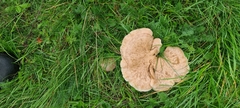Lepista personata