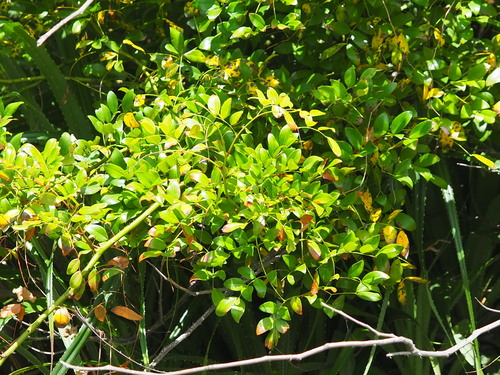 Image of Wood Gossip Caesalpinia (Ticanto crista) by no rights reserved