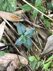 Gentiana bambuseti