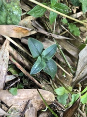 Gentiana bambuseti