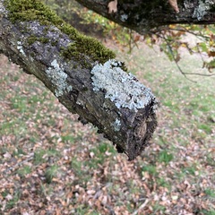 Punctelia jeckeri
