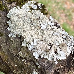 Punctelia jeckeri