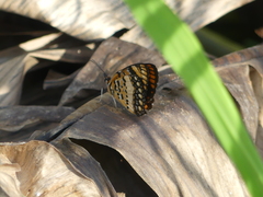 Byblia anvatara crameri