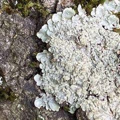Punctelia jeckeri