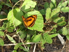 Byblia anvatara crameri