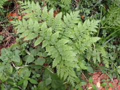 Pteris