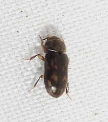 Heterocerus fenestratus