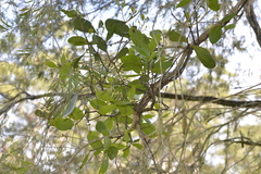 Muellerina celastroides
