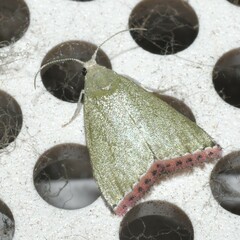 Prasinoxena
