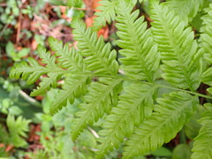 Pteris