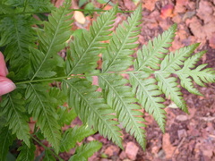 Pteris