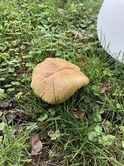 Xerocomus subtomentosus