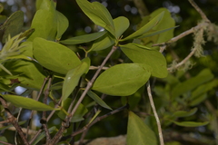 Muellerina celastroides