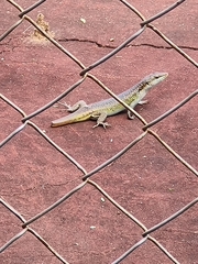 Trachylepis margaritifera