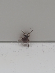Gibbium aequinoctiale