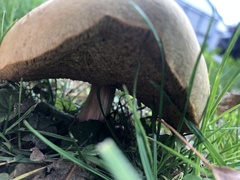 Xerocomus subtomentosus