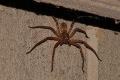 Heteropoda binnaburra