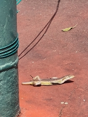 Trachylepis margaritifera