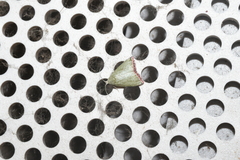 Prasinoxena