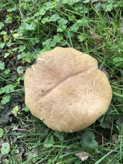 Xerocomus subtomentosus