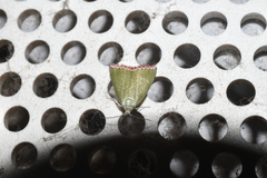 Prasinoxena