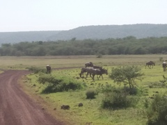 Connochaetes taurinus albojubatus