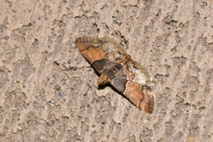 Pyralis pictalis