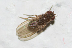 Drosophila repleta