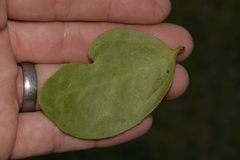 Muellerina celastroides