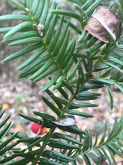 Taxus