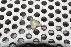 Prasinoxena