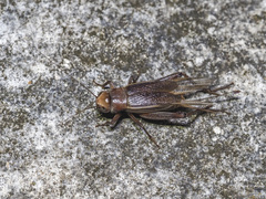 Teleogryllus derelictus