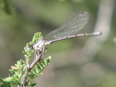 Argia hinei