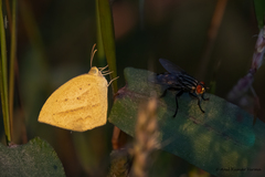 Eurema laeta