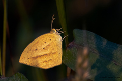 Eurema laeta