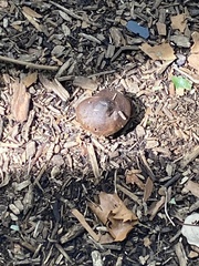 Stropharia rugosoannulata