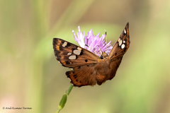 Coladenia indrani