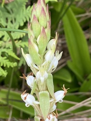 Satyrium ligulatum