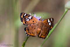 Coladenia indrani
