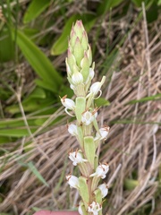 Satyrium ligulatum