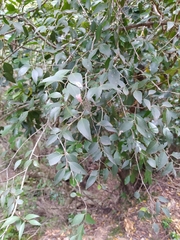 Maytenus acuminata