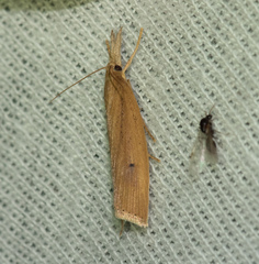Chilo phragmitella